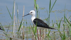 Himantopus himantopus