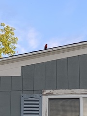 Cardinalis cardinalis