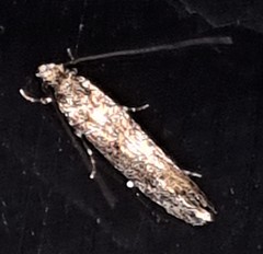 Niditinea fuscella