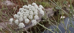 Apiaceae