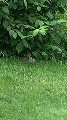 Sylvilagus floridanus
