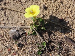 Moraea galaxia