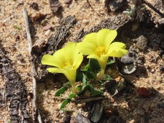 Moraea galaxia