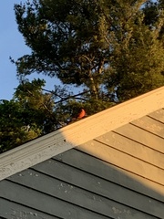 Cardinalis cardinalis