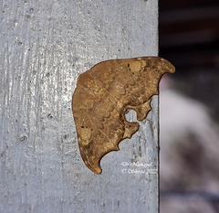 Thymistida tripunctata