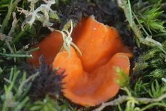 Neottiella
