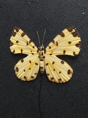 Baeotis macularia