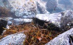 Platycephalidae