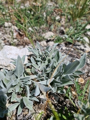 Psephellus marschallianus