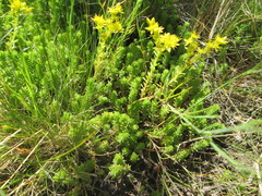 Sedum sexangulare