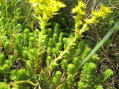 Sedum sexangulare