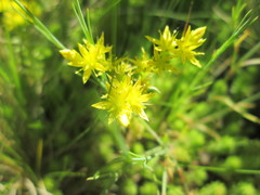 Sedum sexangulare