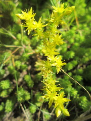 Sedum sexangulare