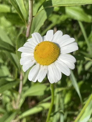 Leucanthemum maximum