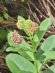 Asclepias syriaca