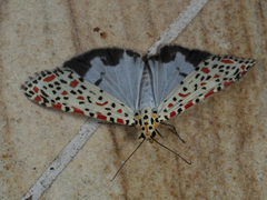 Utetheisa lotrix