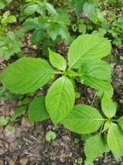 Impatiens parviflora