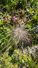 Pulsatilla
