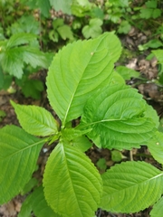Impatiens parviflora