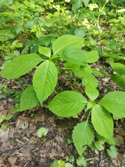 Impatiens parviflora