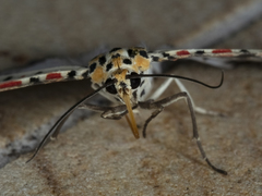 Utetheisa lotrix
