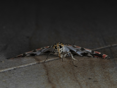 Utetheisa lotrix