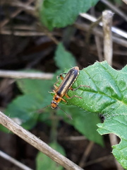 Metacantharis discoidea