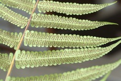 Christella hispidula