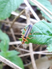 Metacantharis discoidea