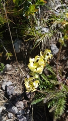 Pedicularis elongata