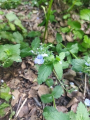 Veronica chamaedrys