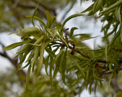 Dolichandrone alternifolia
