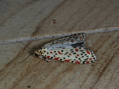 Utetheisa lotrix