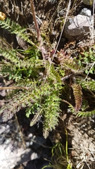 Pedicularis elongata