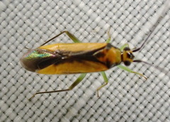 Orthotylus submarginatus