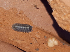 Armadillidium opacum
