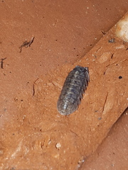 Armadillidium opacum