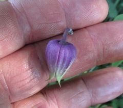 Clematis versicolor
