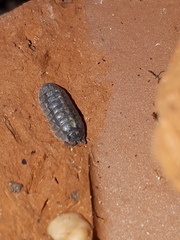 Armadillidium opacum