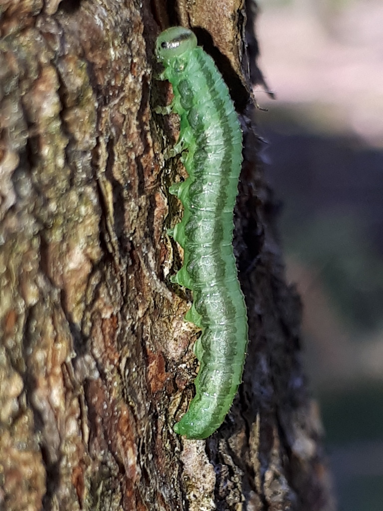 Euura scutellata
