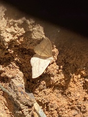 Sterrhinae