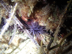 Centrostephanus tenuispinus