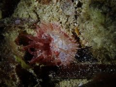 Bunodactis altifossa