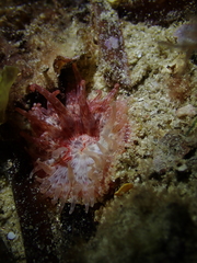Bunodactis altifossa