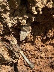 Sterrhinae
