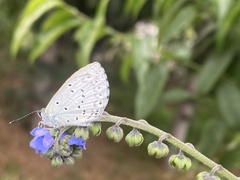 Celastrina