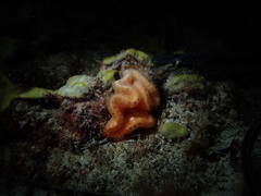 Sycozoa