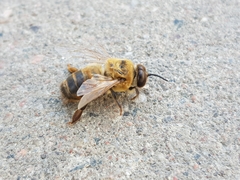 Apis mellifera