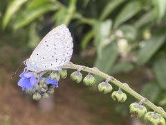 Celastrina
