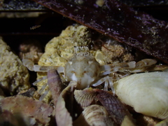 Ebalia intermedia